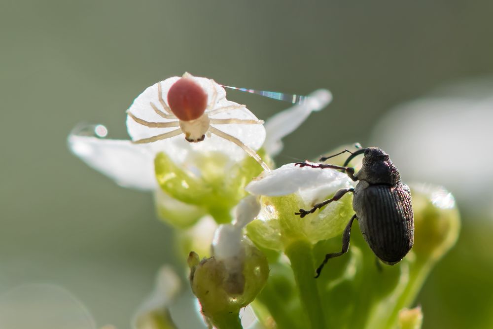 Spinne und Rüsselkäfer