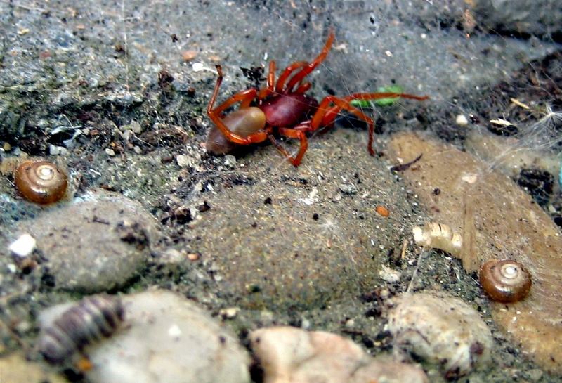 spinne und schnecken,