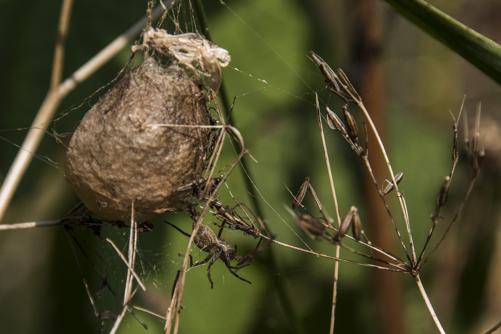 Spinne und Spinnenkokon