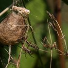 Spinne und Spinnenkokon