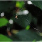 Spinne und Spinnennetz