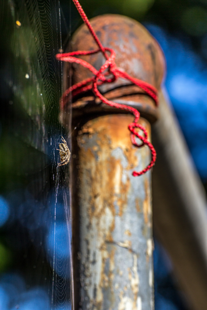 spinne und teppichstange