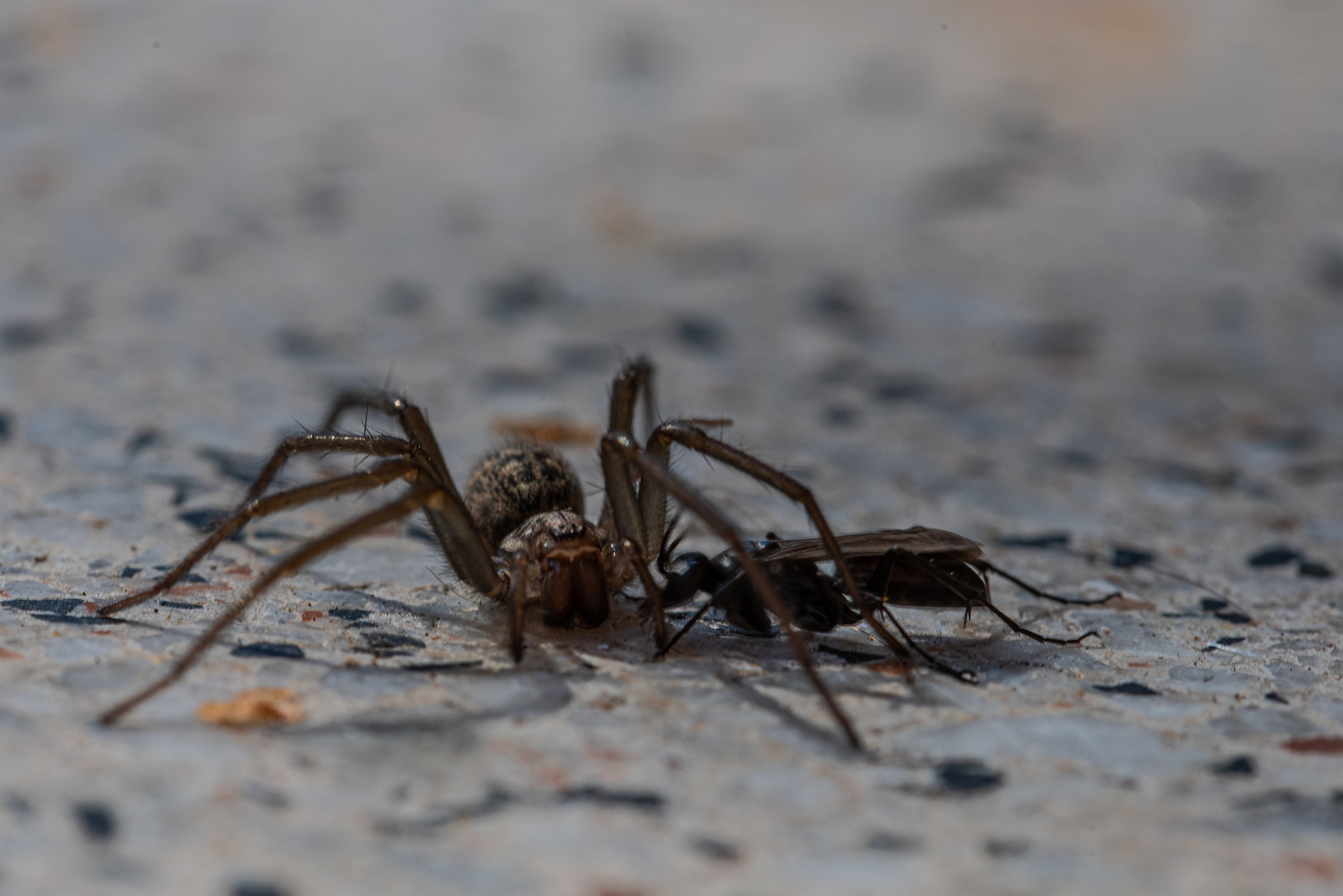 Spinne und Wegwespe, Kampf auf Leben und Tod