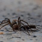 Spinne und Wegwespe, Kampf auf Leben und Tod