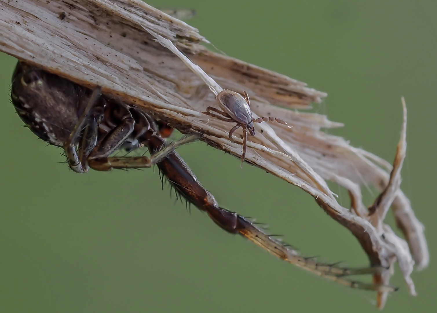 Spinne und Zecke