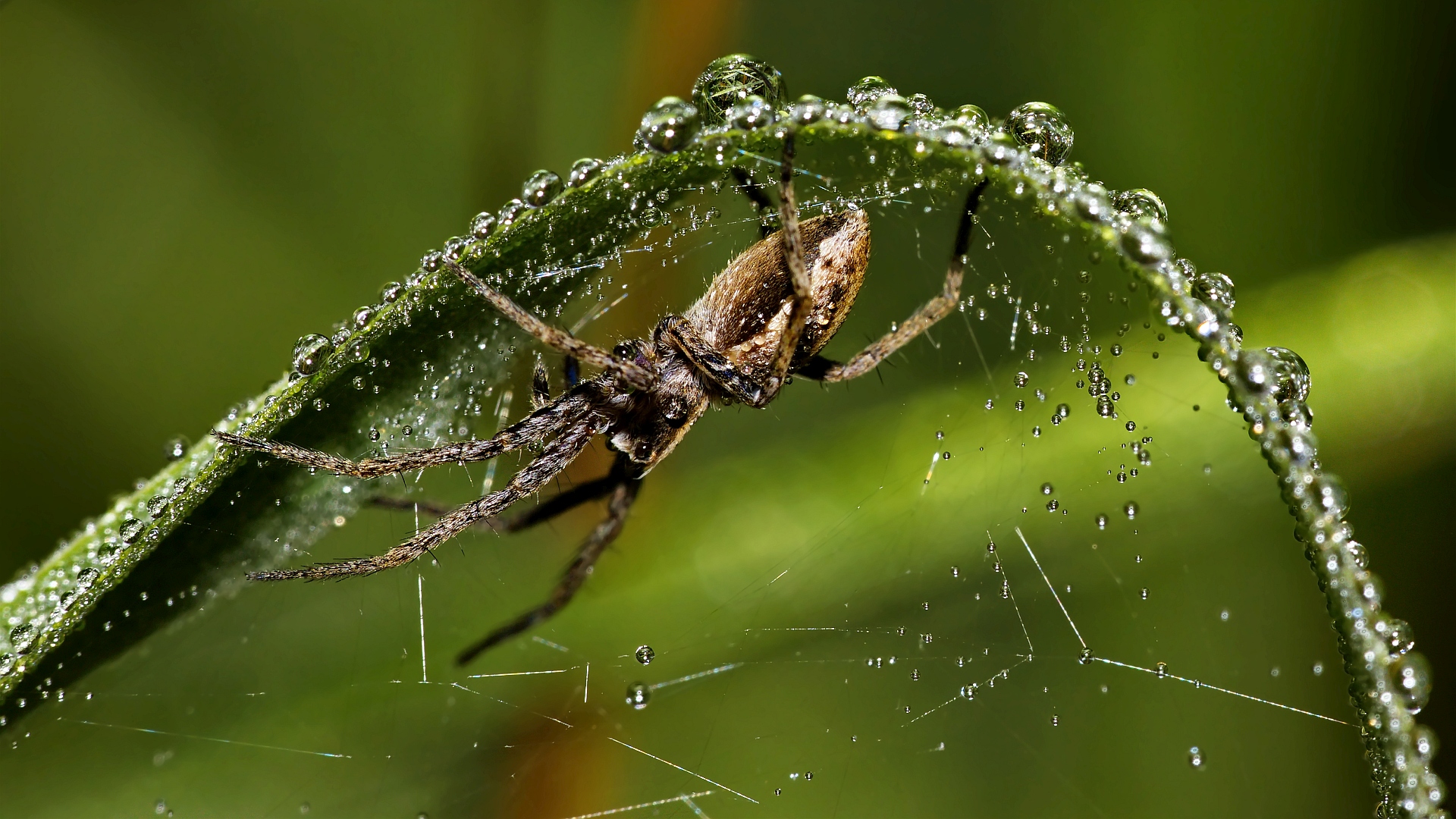 Spinne unter dem Tropfenbogen