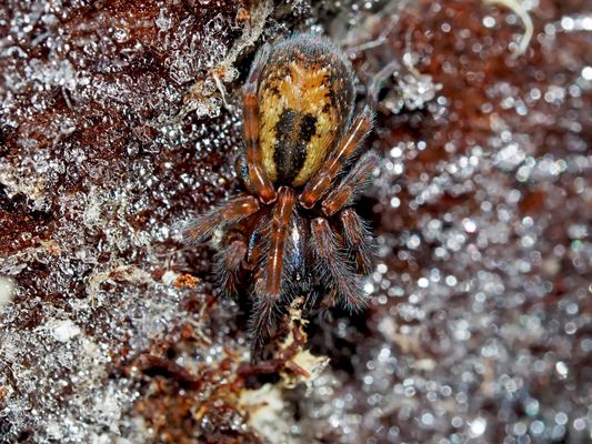 Spinne unter gefrorener Baumrinde! - Une araignée sous une écorce gelée!