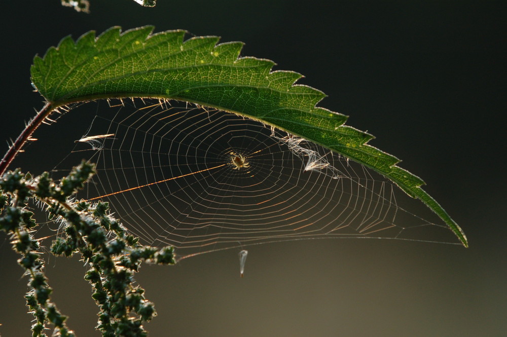 spinne unterm blätterdach