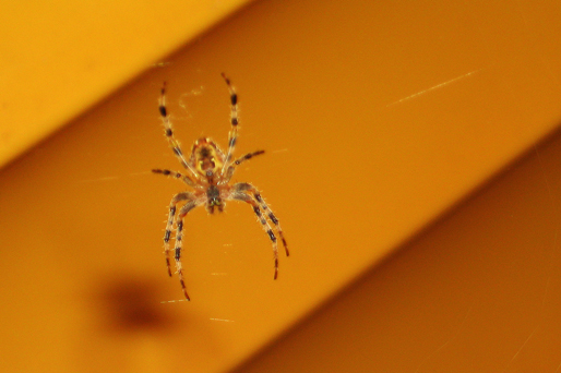 Spinne unterm Sonnenschirm