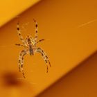 Spinne unterm Sonnenschirm