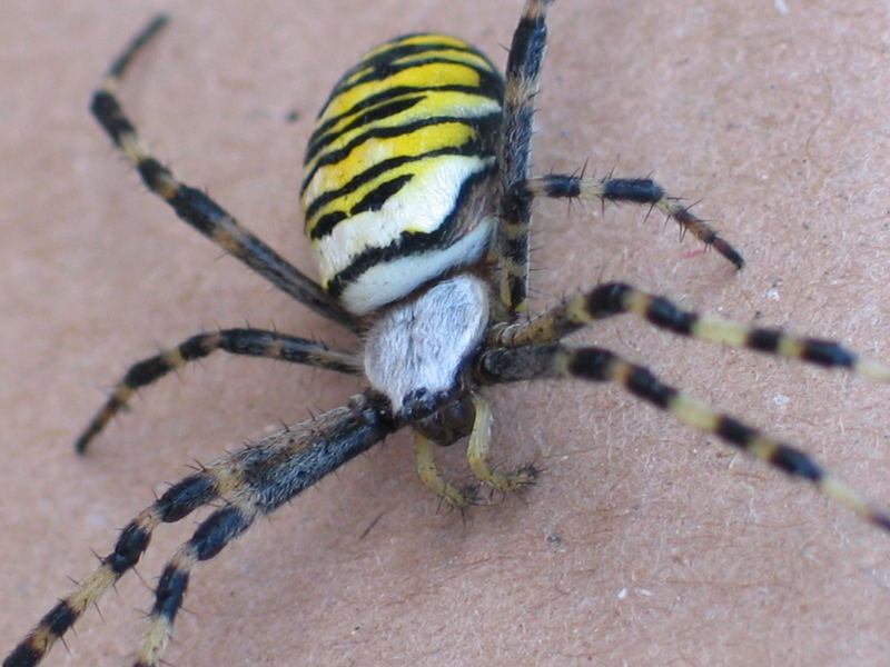 Spinne V