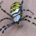 Spinne V