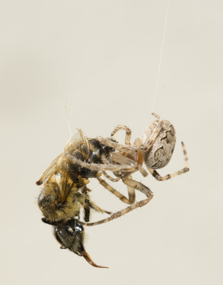 Spinne "verpackt" Wespe