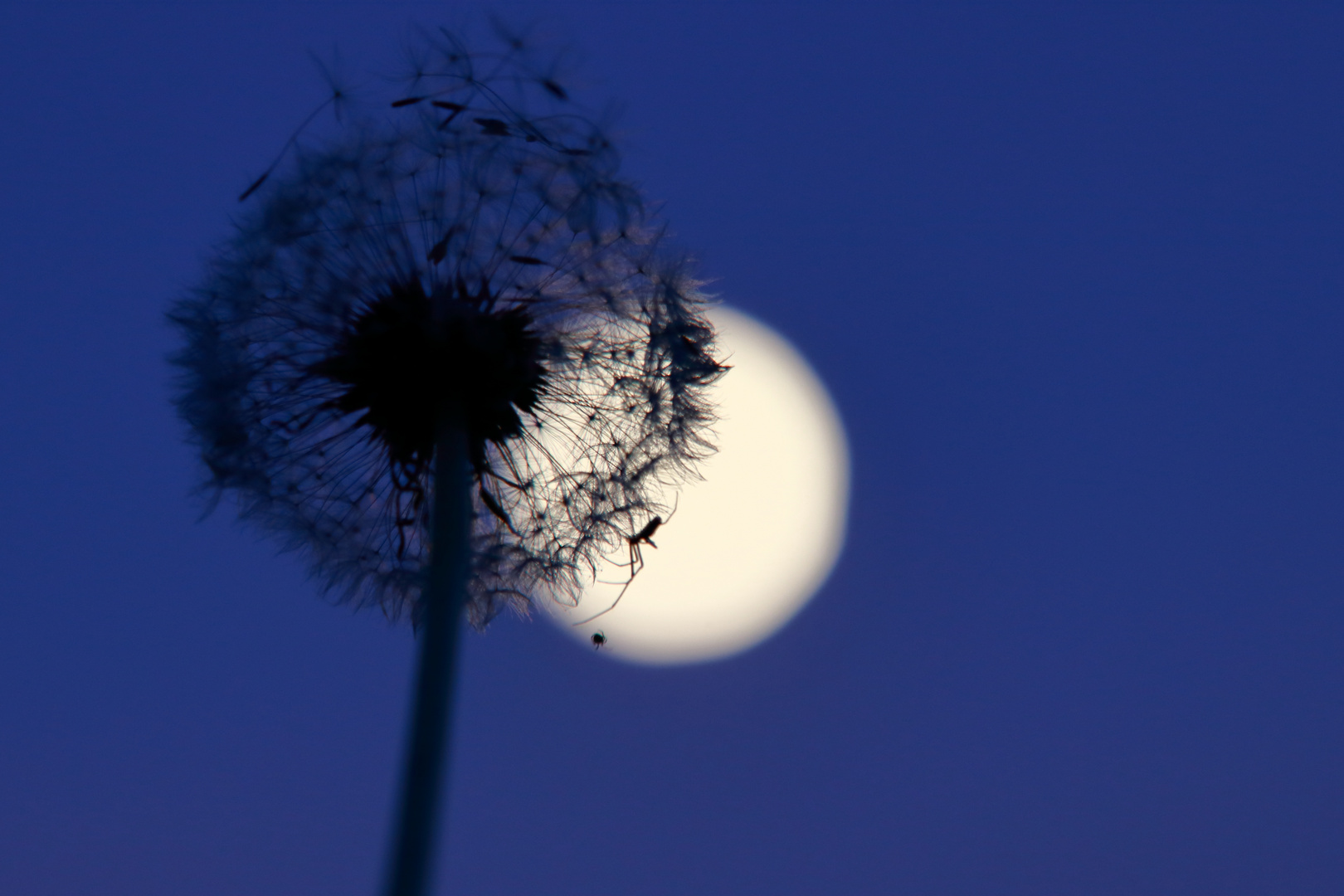 Spinne verspeist ihr Abendessen auf Pusteblume im Vollmond