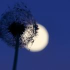 Spinne verspeist ihr Abendessen auf Pusteblume im Vollmond