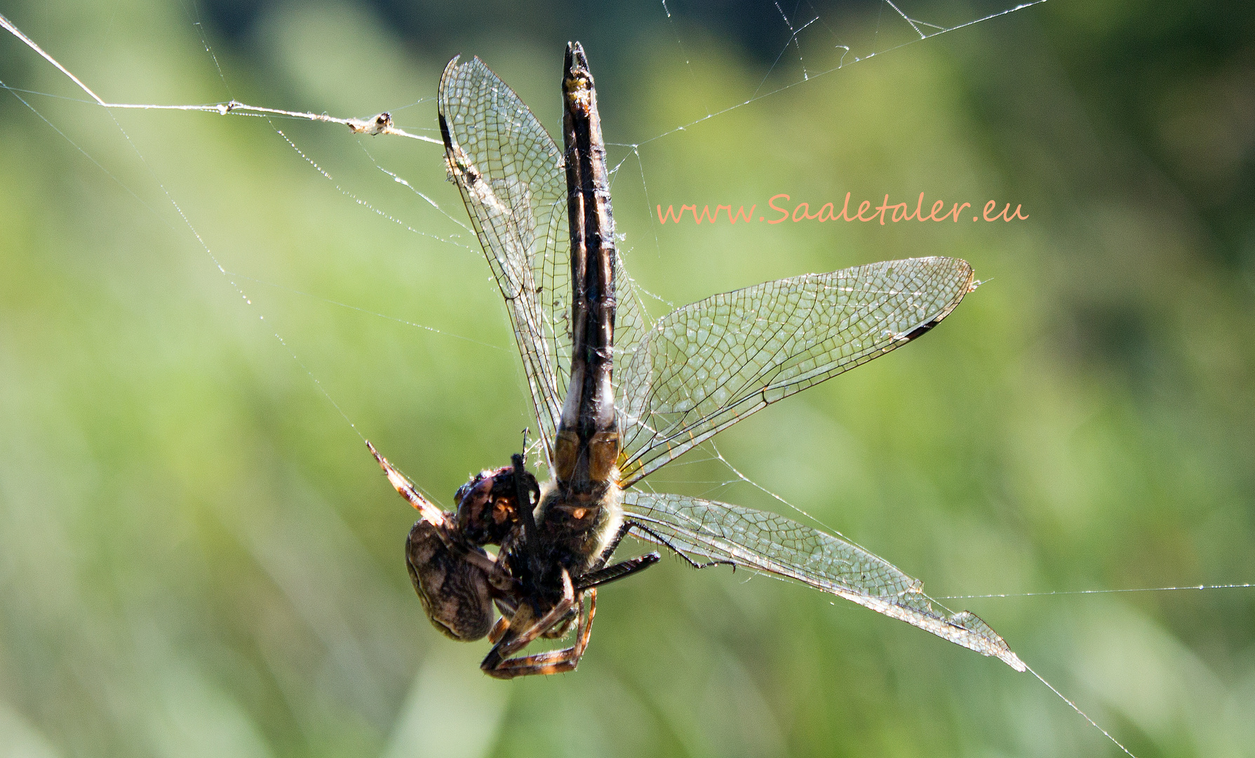 Spinne verspeist Libelle