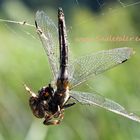 Spinne verspeist Libelle