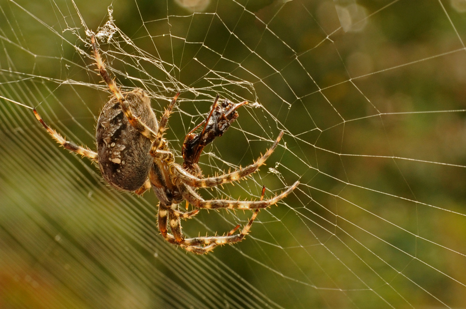 Spinne verspeist Wespe 2