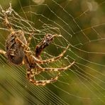 Spinne verspeist Wespe 2