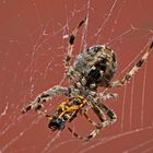 Spinne verspeist Wespe