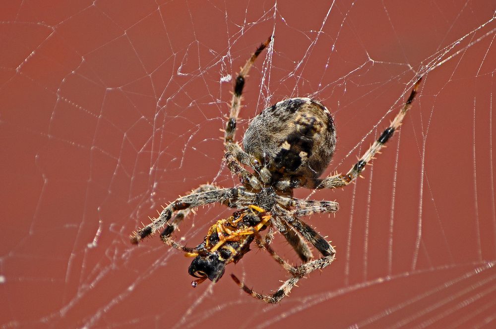 Spinne verspeist Wespe