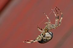 Spinne verspeist Wespe die 3te