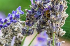 Spinne versteckt
