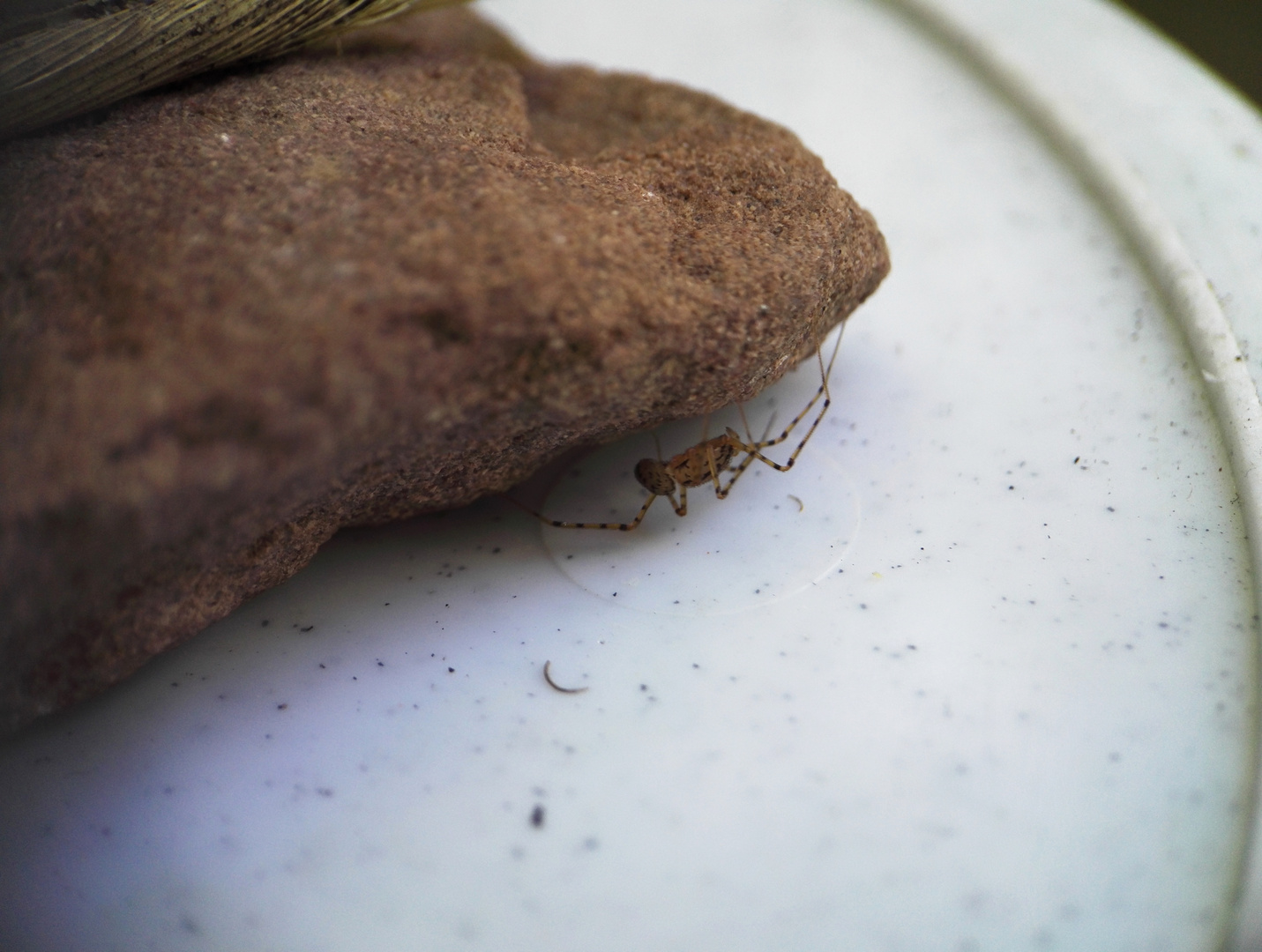 Spinne versteckt sich