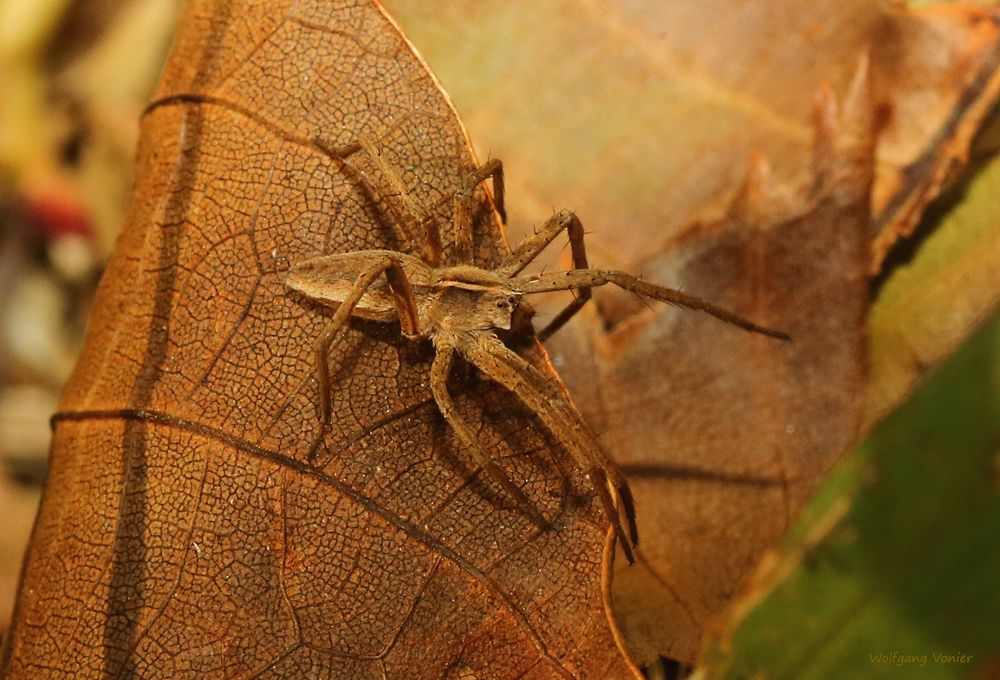 Spinne vom 19.10.2018 