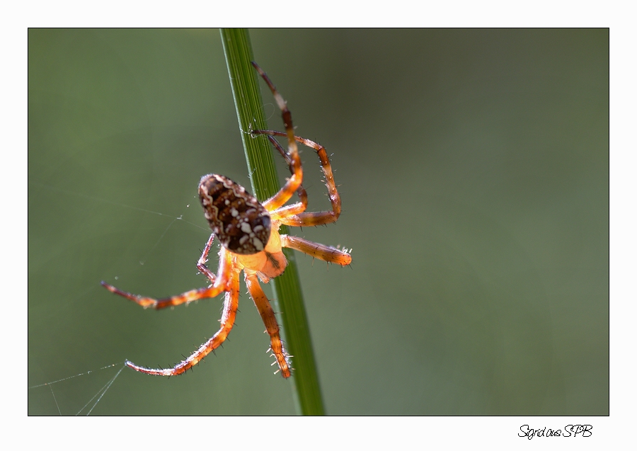 Spinne von der Sonne angestrahlt