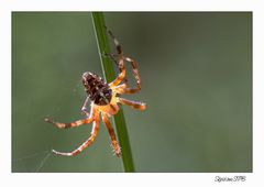 Spinne von der Sonne angestrahlt