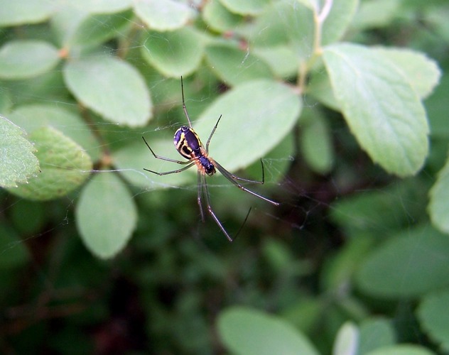 Spinne von unten