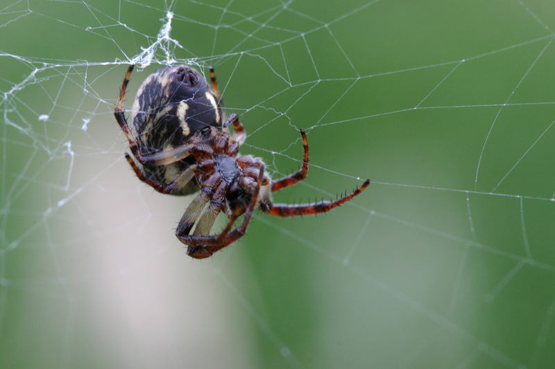 Spinne von unten...