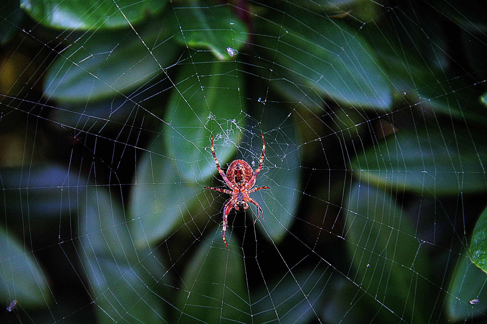 Spinne von unten