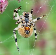 Spinne von unten