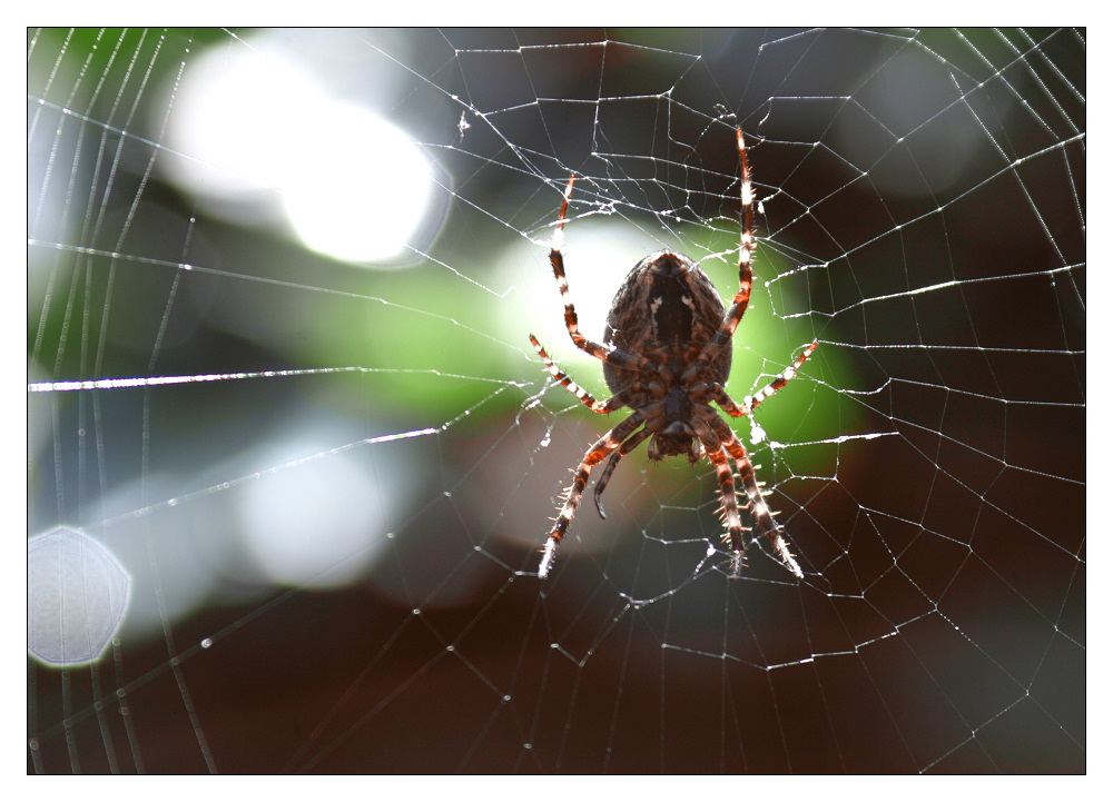 Spinne von unten