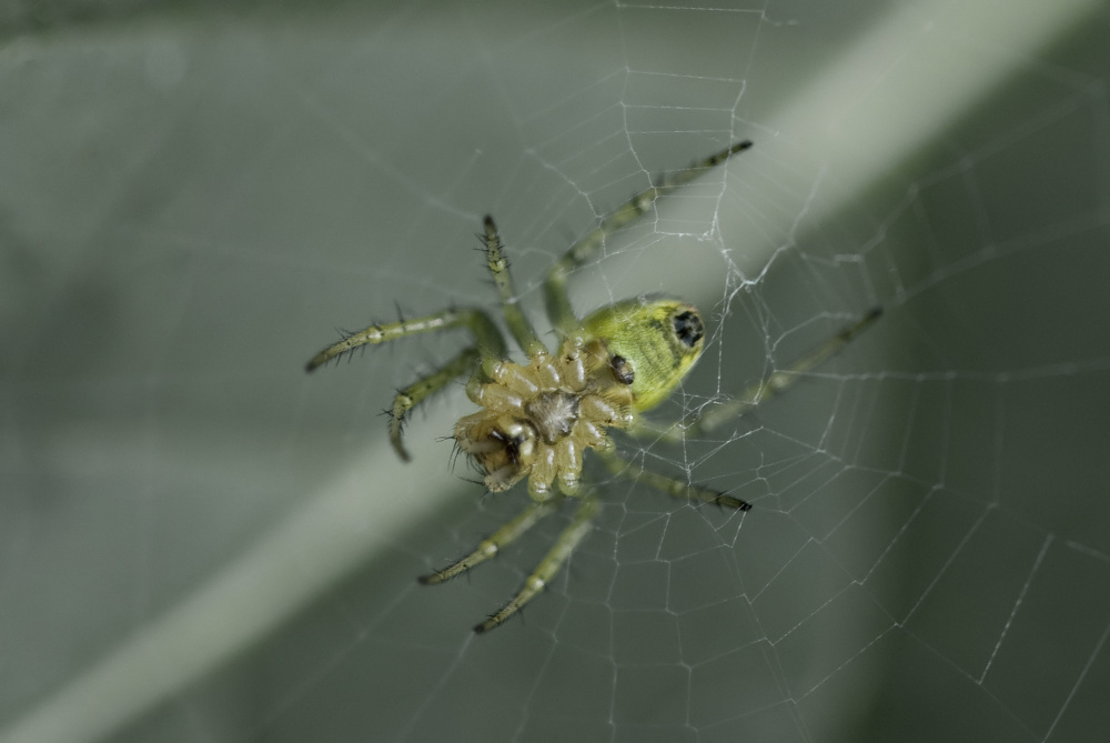 Spinne von unten betrachtet