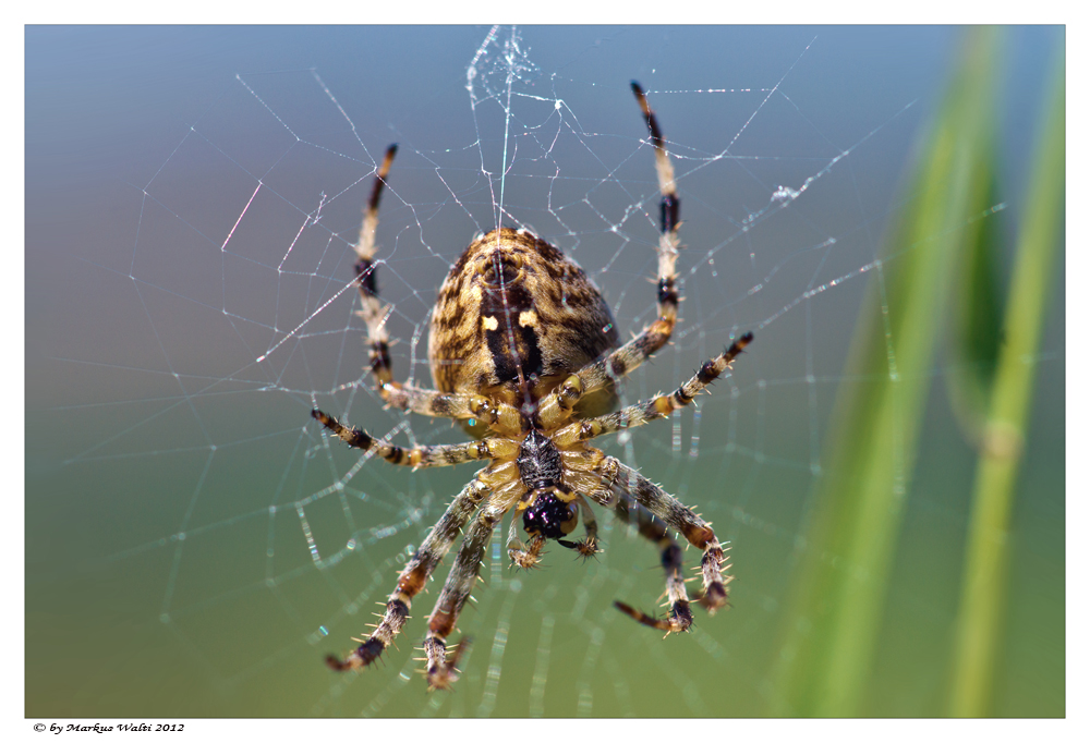 Spinne von Unten