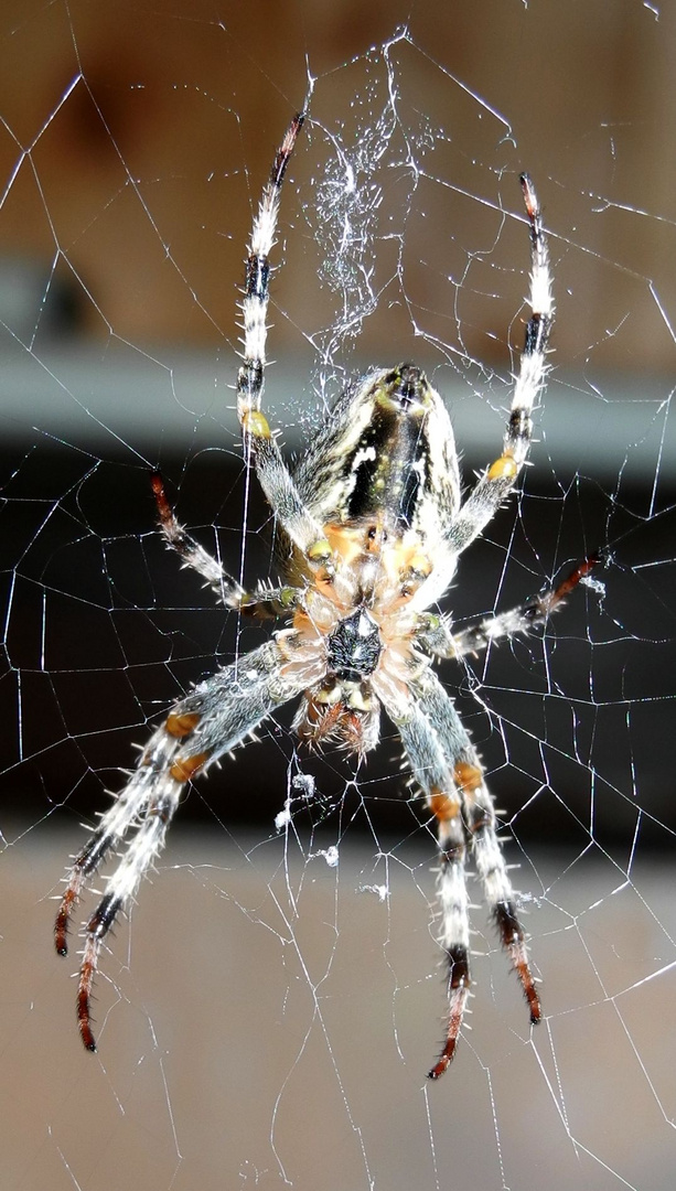 Spinne von unten, ist auch nur ein Haustier!