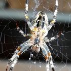 Spinne von unten, ist auch nur ein Haustier!