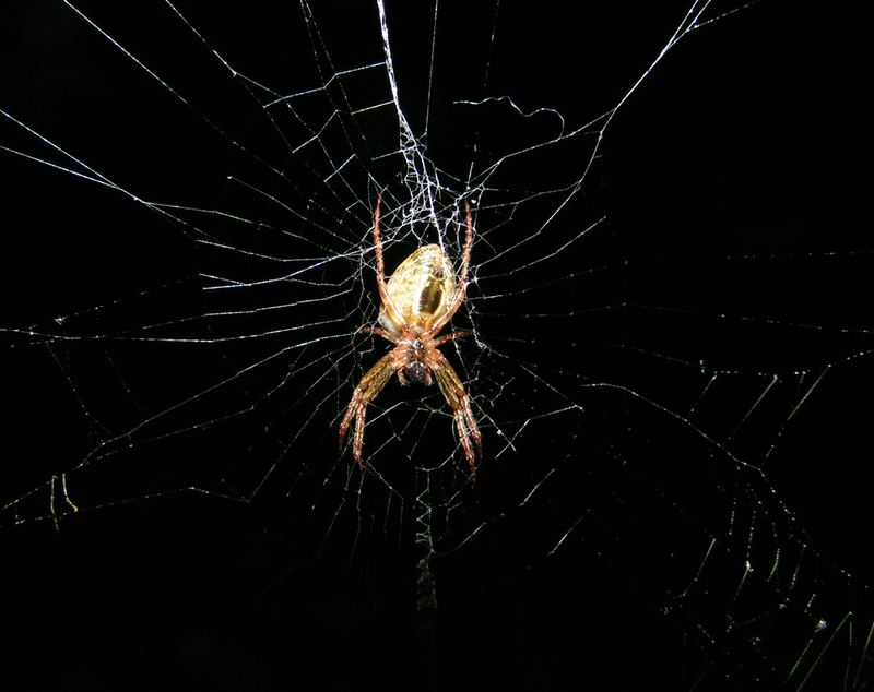 Spinne von unten (Oz)