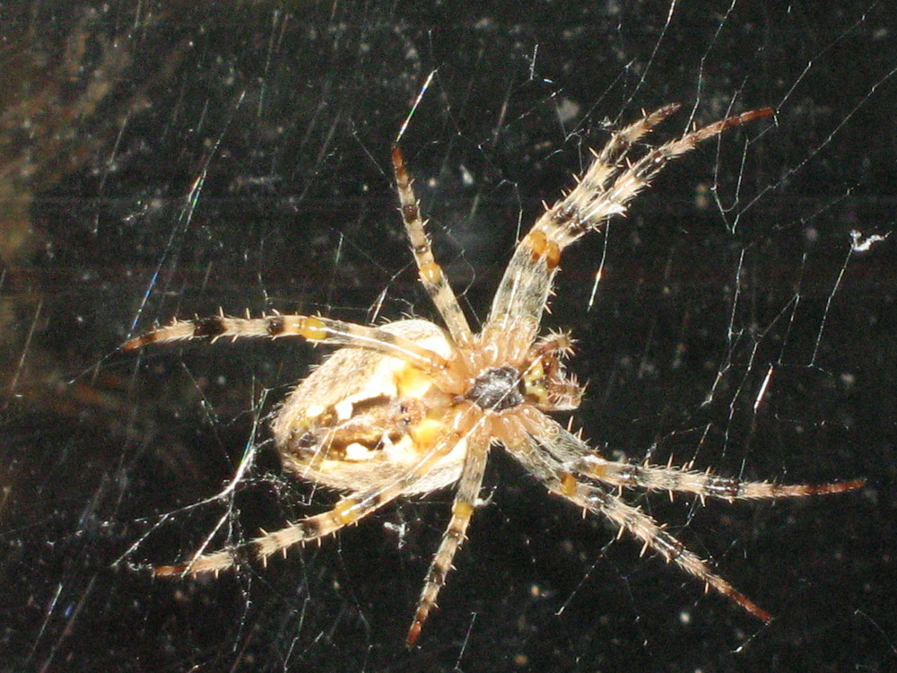 spinne von untern