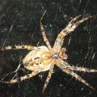 spinne von untern