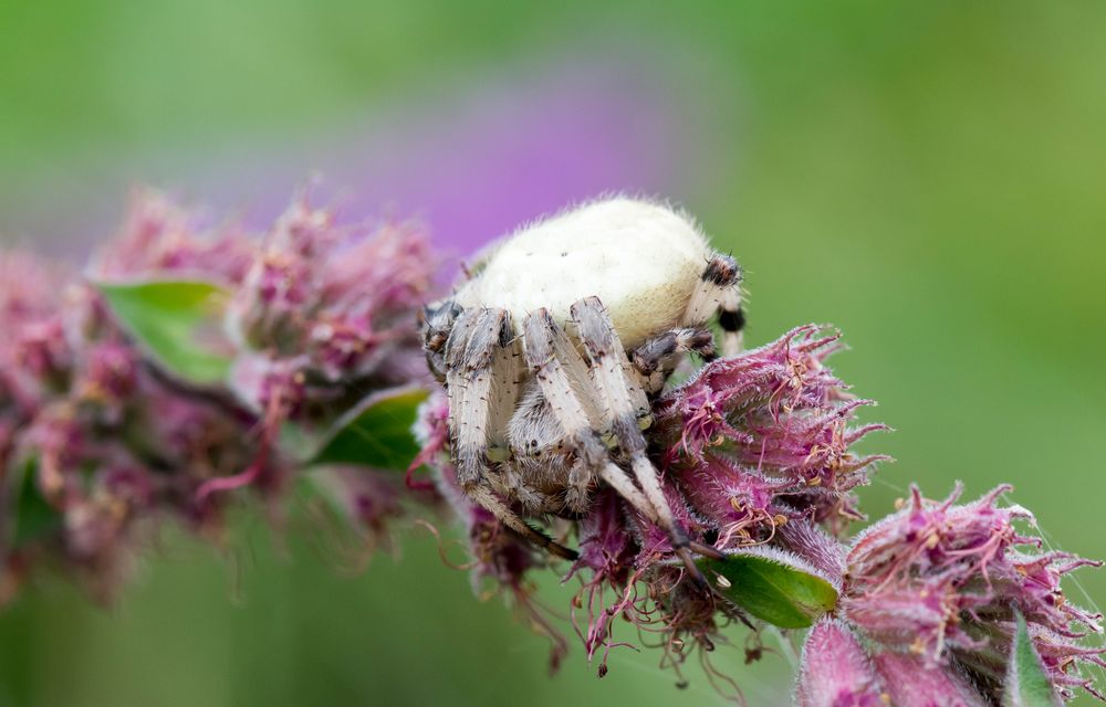 Spinne von vorn