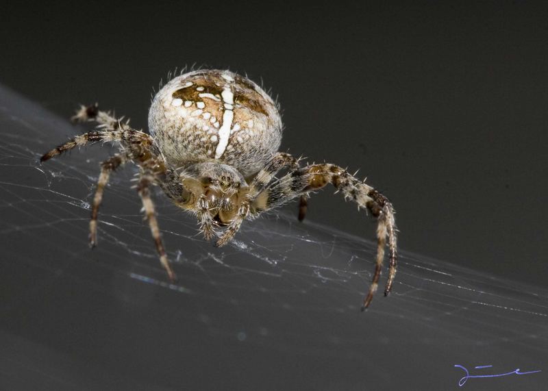 Spinne vor dem Fenster