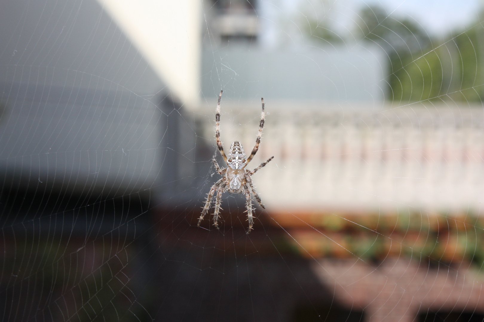 Spinne vor dem Fenster