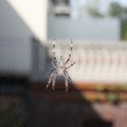 Spinne vor dem Fenster