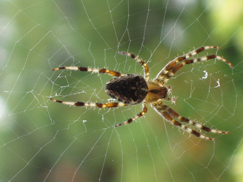 Spinne vor dem Küchenfenster