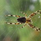 Spinne vor dem Küchenfenster