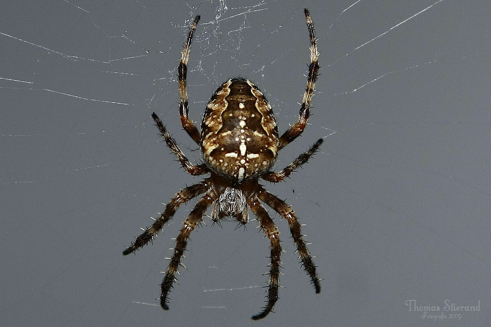 Spinne vor der Haustür